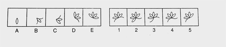 Non-Verbal-Reasoning-Markschamps.com